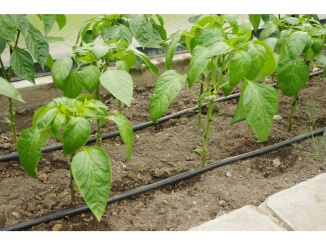 Skleníky –  Limes Tandem závlaha MA