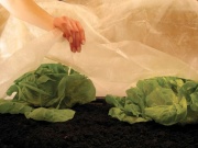 Netkaná Agro textílie Covernit Coverfol C17