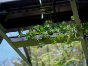 Juliana Horní police