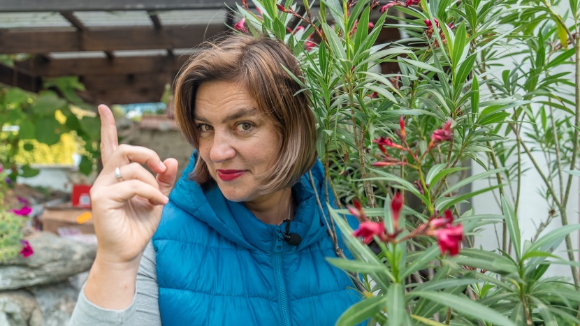 Odborník radí: jak zazimovat oleandry