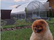 Zahradní skleník z polykarbonátu Gutta Gardentec Classic T