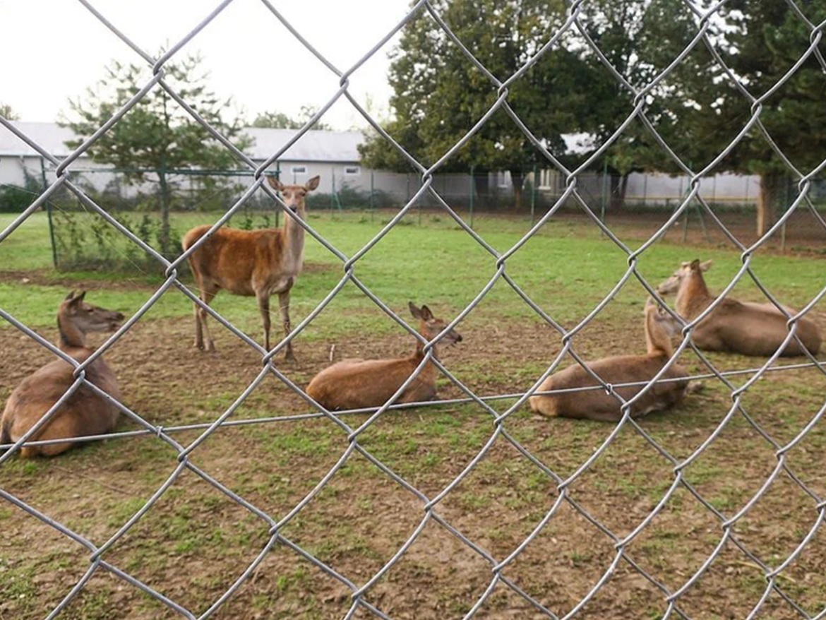 Oborové pletivo Arepo