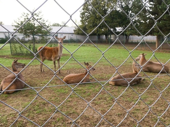 Oborové pletivo Arepo