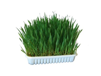 Kočky –  Scobax Kočičí tráva v misce 100 g