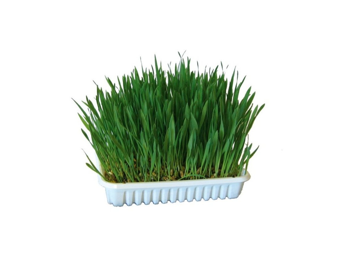 Scobax Kočičí tráva v misce 100 g