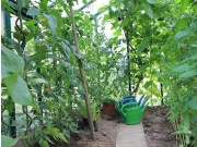 Špirálová na paradajky Scobax tyč