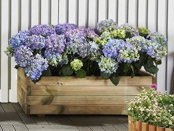 Truhlík Scobax Blok