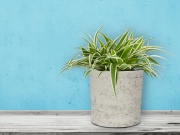 Květináč 43 x 43 x 43 G21 Baltic Coil