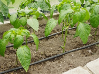 Kvapková závlaha – Limes Tandem závlaha MB