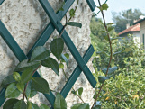 Mříž na rostliny Tenax Treplas
