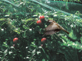 Sieť proti vtákom Tenax Ochranná síť ptactvu Ortoflex