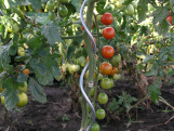 Špirálová na paradajky Scobax tyč
