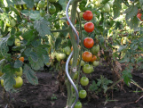 Spirálová Scobax tyč na rajčata (set 5 ks)