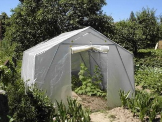 Zahrada – Scobax Growspot Cannabo 3
