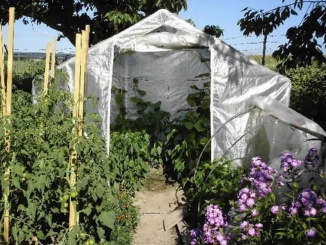 Zahradní fóliovníky – Scobax Growspot Cannabo 4