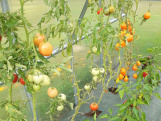 Záhradný skleník z polykarbonátu Gutta Gardentec Standard
